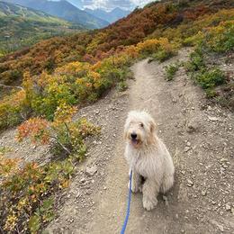 Goldendoodle All Grown Up from Pecan Creek Goldendoodles