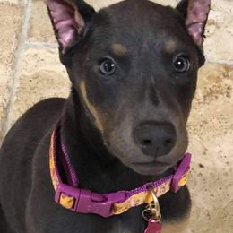 Doberman Pinscher Puppies from Franklin Dobermans
