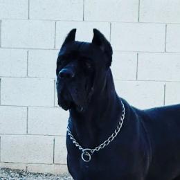 Cane Corso from Marcus Attilius Cane Corso