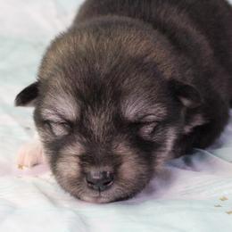 Vitta - Baby Blue - Agouti and white female Alaskan Malamute puppy in Independence, Virginia from New River Valley Malamutes