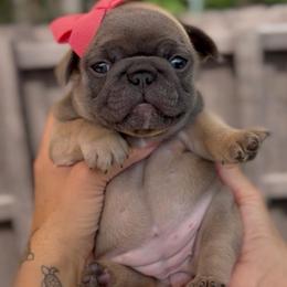 Arin - Blue fawn female French Bulldog puppy in Miami, Florida from Oceanside French Bulldogs