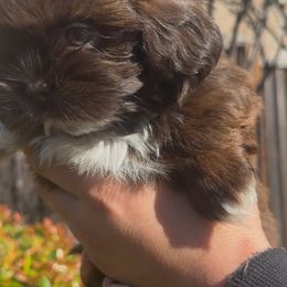 Shih Tzu Puppies from Majestic M Shihtzu’s