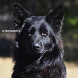 Ayra - German Shepherd