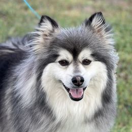 Terra - Pomsky
