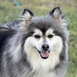 Terra - Pomsky