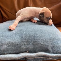 Aubrey - Whippet puppy from Ivanhoe Borzoi