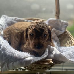 Aussiedoodle Puppies from Danie’s Doggie Den