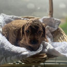 Aussiedoodle Puppies from Danie’s Doggie Den