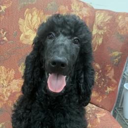 Wizard (now Colby) - Black Poodle puppy in Greensboro, North Carolina from Joyful Poodles