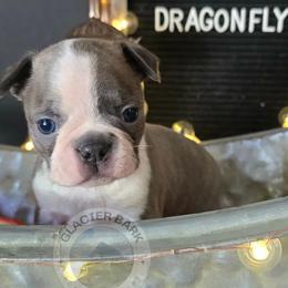 Dragonfly - Blue male Boston Terrier puppy in Columbia Falls, Montana from Glacier Bark Boston Terriers