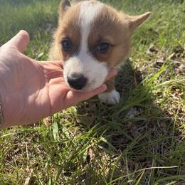 Boy 1 - Red and white male American Corgi puppy in Severy, Kansas from Ervin Farm Corgis