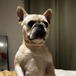 Sami - French Bulldog