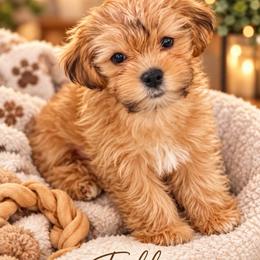 Teddy - Gold male Shihpoo puppy in Cooper City, Florida from Jenny La Bone
