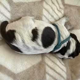 Wirehaired Pointing Griffon Puppies from Idleista Grand Chasseur