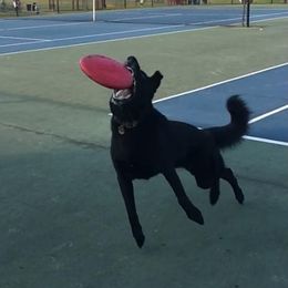 German Shepherds from Oakwood Kennels