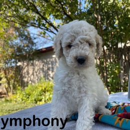 Aussiedoodle, Bernedoodle, Bernese Mountain Dog, and Sheepadoodle Puppies from Draper Mountain Doodles
