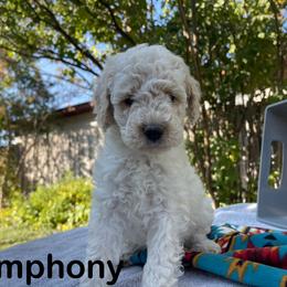 Aussiedoodle, Bernedoodle, Bernese Mountain Dog, and Sheepadoodle Puppies from Draper Mountain Doodles