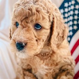 Bannock - Red  male Goldendoodle puppy in Meridian, Idaho from Table Rock Legacy Doodles