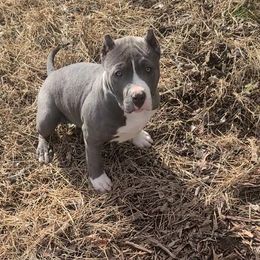 American Bully and Labrador Retriever Puppies from RBR Kennel-Ross Bullies & Retrievers