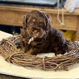Chocolate Phantom - Chocolate female Australian Labradoodle puppy in Anderson, California from Shaggy Doodles