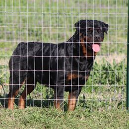 Rottweiler All Grown Up from Cross O Ranch Rottweilers