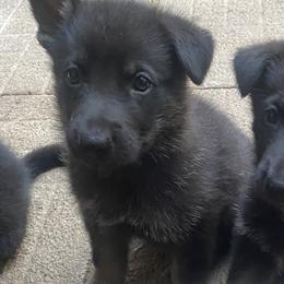 Orange Collar - Black and tan male German Shepherd puppy in Rockbridge, Ohio from Sandy’s Shepherds