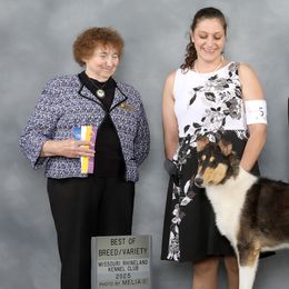 Collies from Thunderstruck Collies