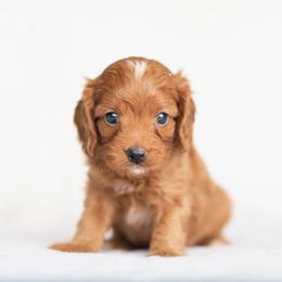 Garnet - Red male Cavapoo puppy in Daphne, Alabama from Harper Doodles