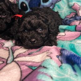 Emma - Black female Poodle puppy in Clover, South Carolina from Cudi’s Buddies