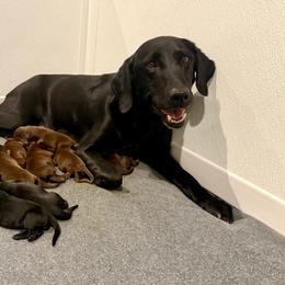 Girl 1 - Chocolate female Labrador Retriever puppy in San Diego County, California from Travis’ Chocolate Labradors