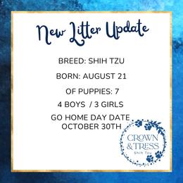 Princess Yellow - Black and tan female Shih Tzu puppy in Xenia, Ohio from Crown & Tress Shih Tzu