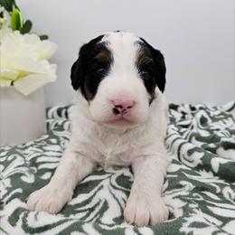 Gandalf - Black and white male Bernedoodle puppy in Granton, Wisconsin from Rose River Farms