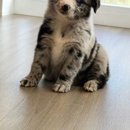 Rocket - Blue merle male Australian Shepherd puppy in Devine, Texas from Sun Kissed Aussies