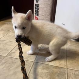 Cloud - Sable and white male Siberian Husky puppy in Bangs, Texas from Final Siberians