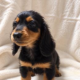 Tank - Black and tan male Dachshund puppy in Dinwiddie, Virginia from East Coast Dachshunds