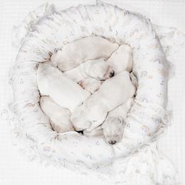 Pick 2 - Light golden female Golden Retriever puppy in Deer Lodge, Tennessee from SelahGold
