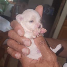 Maltese and Yorkshire Terrier Puppies from TLC Kennels TenderLittleCuties