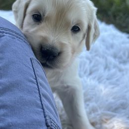 Golden Retriever Puppies from Avalon English Retrievers