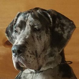 Mussolini  - Great Dane