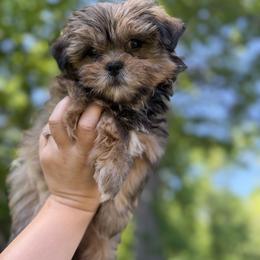 Mal-Shi, Maltese, Maltipoo, Poodle, and Shih Tzu Puppies from Joy-Fur Puppies