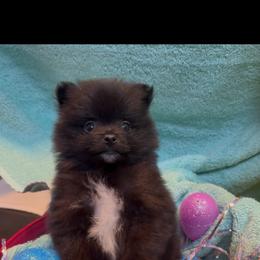 Cash ( Johnny ) - Black male Pomeranian puppy in Jackson, New Jersey from Peapod Pomeranians