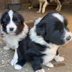 Karakachan Puppies from DeMaria Farm
