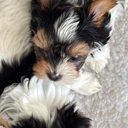 Girl 1 - Black tan and white female Biewer Terrier puppy in Kerhonkson, New York from Arc-en-Ciel Biewers & Maltese