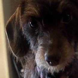 Dachshunds from Tended & Treasured Pups, LLC