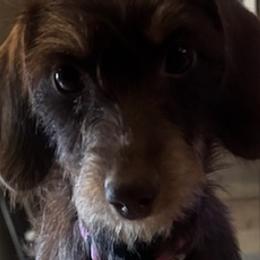 Dachshunds from Tended & Treasured Pups, LLC