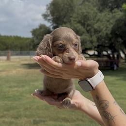 Isabella and Cream Longhair Female - Fawn (Isabella) female Dachshund puppy in Killeen, Texas from Southern Dachshunds