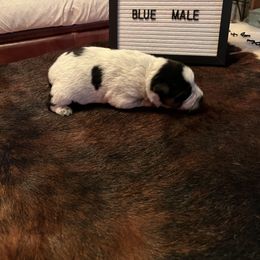 Boy 3 - Blue Australian Cattle Dog puppy in St. Landry, Louisiana from BMK Heelers