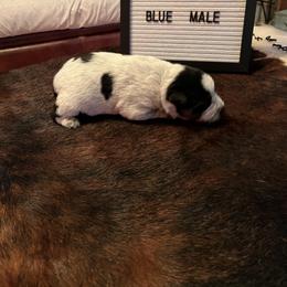 Boy 3 - Blue Australian Cattle Dog puppy in St. Landry, Louisiana from BMK Heelers