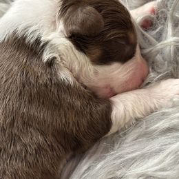 Australian Shepherd Puppies from Annie's Aussies