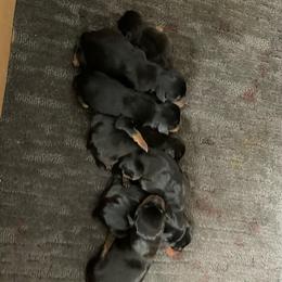 Rowan - Black and tan male Miniature Pinscher puppy in Lancaster, Missouri from White Stone Ranch